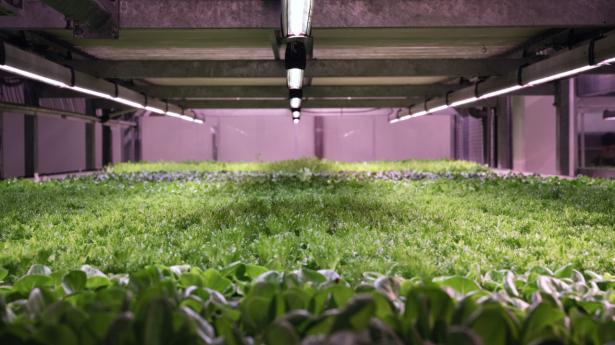 I Søborg har Refarmed bygget en vertikal farm hos sin kunde Jespers Torvekøkken. Her er kort fra høst til køkken. Foto: Walther Bølge