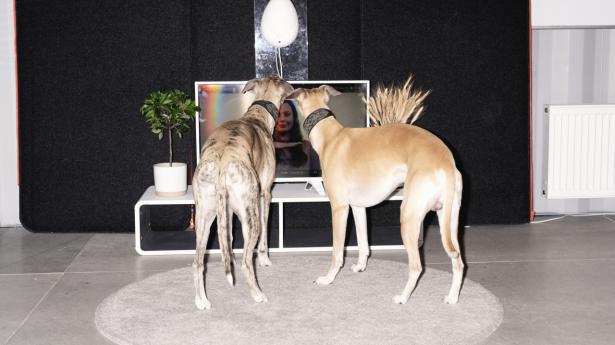 Hanne Jarmers hunde Loui og Leo træner ofte med Go Dogo, hvor de får kommandoer som "sit" og "dæk". For hvert veludført trick får hundene automatisk en godbid. Foto: Walther Bølge
