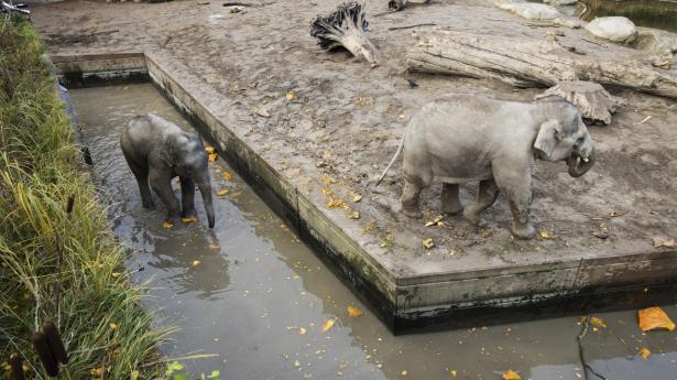 KBH ZOO 01 beskåret.jpg