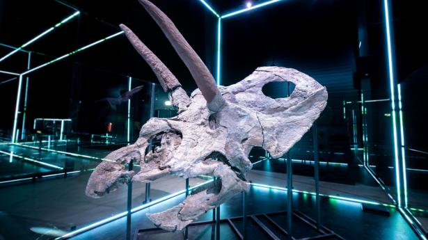 Kraniet fra Torosaurusen er udstillet i sin egen montre. Det måler over tre meter i længden og er ifølge museet det største kranium fra noget landlevende dyr nogensinde. PR-foto