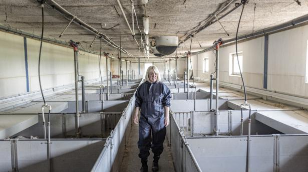 Berith Nissens grise plejer bl.a. at havne på britiske spiseborde. Nu truer en ny toldmur den danske eksport. 
Foto: Michael Drost-Hansen