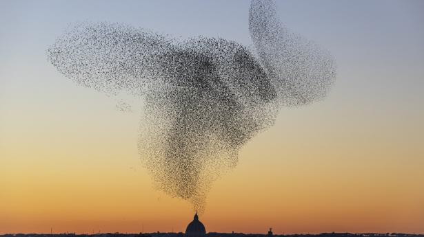 I Søren Solkærs nyeste bog, “Starling”, kan man se smukke fotos af sort sol fra så overraskende steder som storbyen Rom. Her en kæmpe flok med Peterskirken i baggrunden. Kan et naturfænomen blive meget smukkere? PR-foto: Søren Solkær