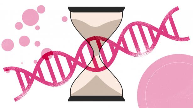 Der er fokus på den biologiske alder, der kan bruges som pejlemærke for din sundhed. Illustration: Mie Hein Hvidkjær