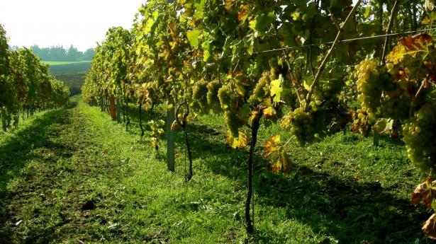 oernberg-vin-vingaard-odsherred-sjaelland-danmark-03.jpg
