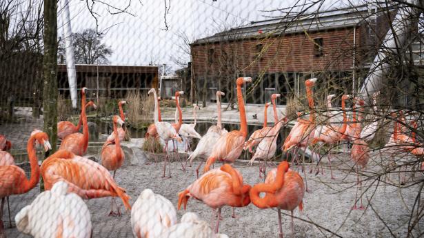 Zoologiske haver i Danmark kan igen åbne som et led i udvidelsen af genåbningens fase 2. (Arkivfoto)