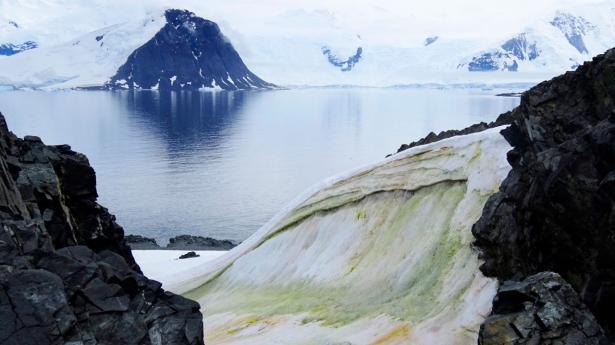 Sneen i Antarktis er begyndt at blive grøn flere steder grundet alger forårsaget af den globale opvarmning. Billedet blev taget på Anchorage Island i 2018 og offentliggjort af Universitetet i Cambridge 20. maj.