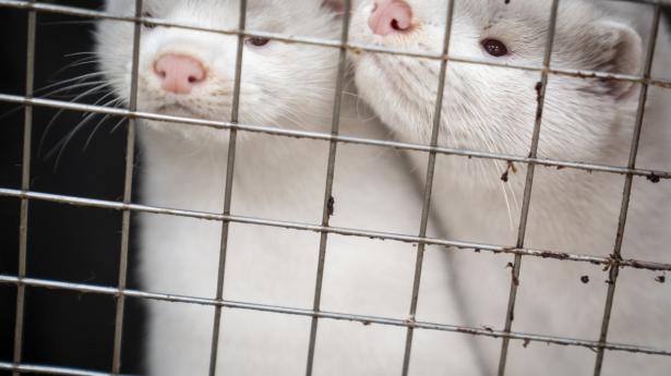 Der er opstået et stort politisk slagsmål, fordi regeringen ikke havde eller har lovhjemmel til at kræve, at minkavlere uden syge dyr og uden for smittezoner omkring farme med syge dyr, slår deres dyr ihjel. Arkivfoto: Mads Claus Rasmussen/Ritzau Scanpix