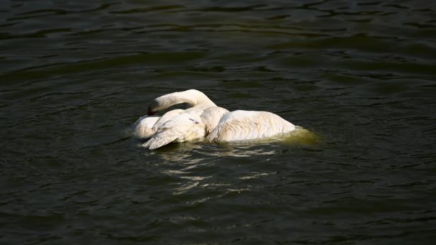 H5N8 er fundet hos fugle i en lang række lande. (Arkivfoto).