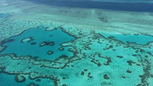 Great Barrier Reef bør ifølge Unesco indgå på liste over verdensarvsområder, der er "i fare", fordi klimaforandringer nedbryder koralrevet. Den australske regering modsætter sig anbefalingen. (Arkivfoto).