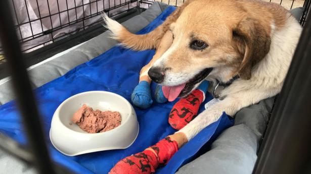 En hund med brændte poter i bedring på et hastigt oprettet dyreinternat i Athen, der kan tage sig af dyr, der er kvæstet under de voldsomme skovbrande nær den græske hovedstad.
