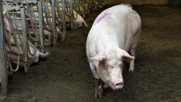 På et enkelt kvartal er antallet af slagtegrise faldet med cirka 20 procent. Arkivfoto: Henning Bagger/Ritzau Scanpix