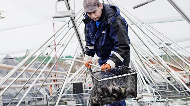 Aktier i Europa: Lakseopdrætter svømmer mod strømmen i rødt marked