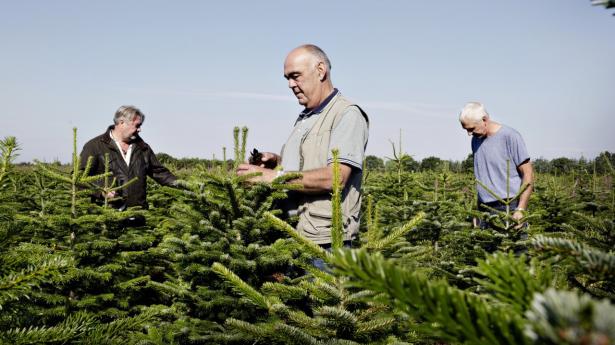Bjarke Lauge Christensen (tv.), Peter Knudsen (mf.) og Henning Vind (th.) driver sammen juletræsselskabet Toftnæshede, der er kunde i Sydbank og nu konkurrerer direkte med deres bank, som har købt verdens største juletræsproducent, Green Team Group. Foto: Astrid Dalum