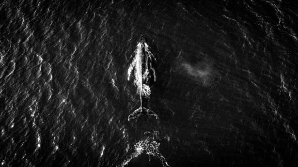whale-1024x576-BLK-9997-V1.jpg
