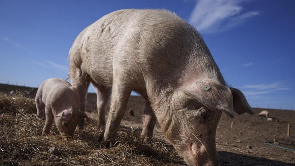 Holmegaards Deli bruger udelukkende økologisk svinekød i sine Gourmet Grillpølser.