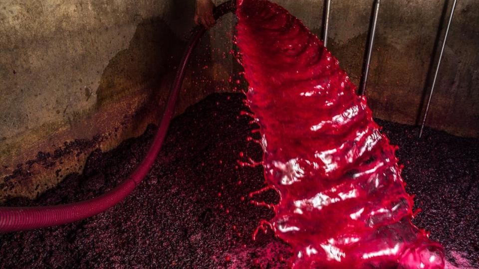 Gamay-druer på vej til at blive frisk, saftig og livlig vin i Beaujolais, som er temaet for denne uges anbefalinger.