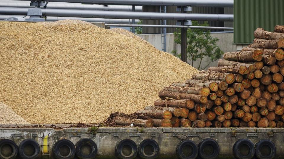 I 2022 udgjorde afbrænding af biomasse 31 pct. af Danmarks samlede udledning af drivhusgasser. 