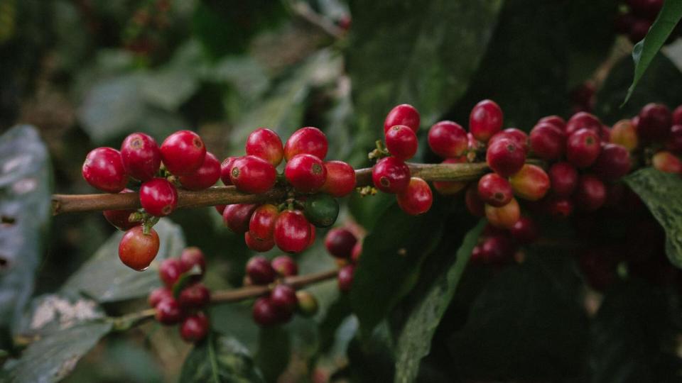Etablering af skovkaffe tager år, koster penge og kræver fælles investeringer, men som kaffeimportør er det mit ansvar at støtte den omstilling frem for at jagte de billigste partier, når markedet presser os, skriver Rasmus Ditlev Thorsager.