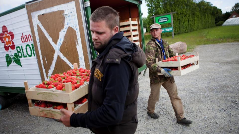“Et dansk jordbær plukket i sæson og spist samme dag slår enhver bleg bakke fra Sydeuropa. Men hvis vi ikke snart handler, frygter vi, at vi mister evnen til at dyrke dem herhjemme,” skriver Allan Busk, Helle Reedtz-Thott og Mikael Petersen.