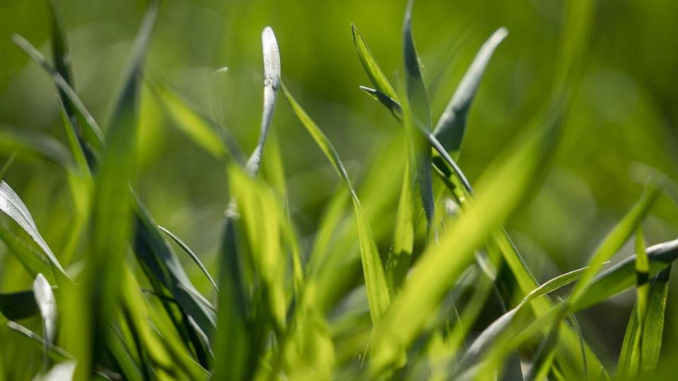 Vores nabolande har også fået øje på potentialet, men er endnu ikke så langt med at bane vejen for en fødevareproduktion baseret på græs.