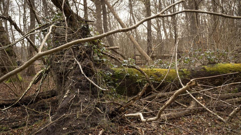 Halvdelen af verdens samlede bnp er moderat eller stærkt afhængigt af naturen og dens “tjenester”. 
