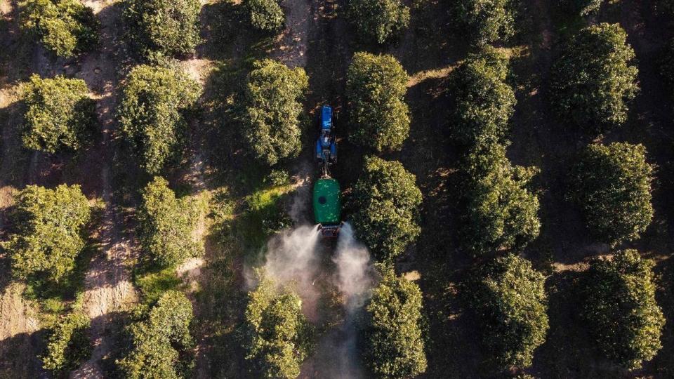 Ifølge Dansk Industri forventes det afrikanske kontinent at have en bnp-vækst på 4,3 pct. i 2025 og overgå alle andre verdensregioner i 2029. Her arbejdes på en appelsinplantage i Sydafrika.