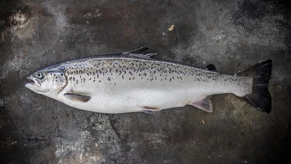 Skagen Salmon er navnet på landopdrættede fisk fra Danmarks nordligste by.