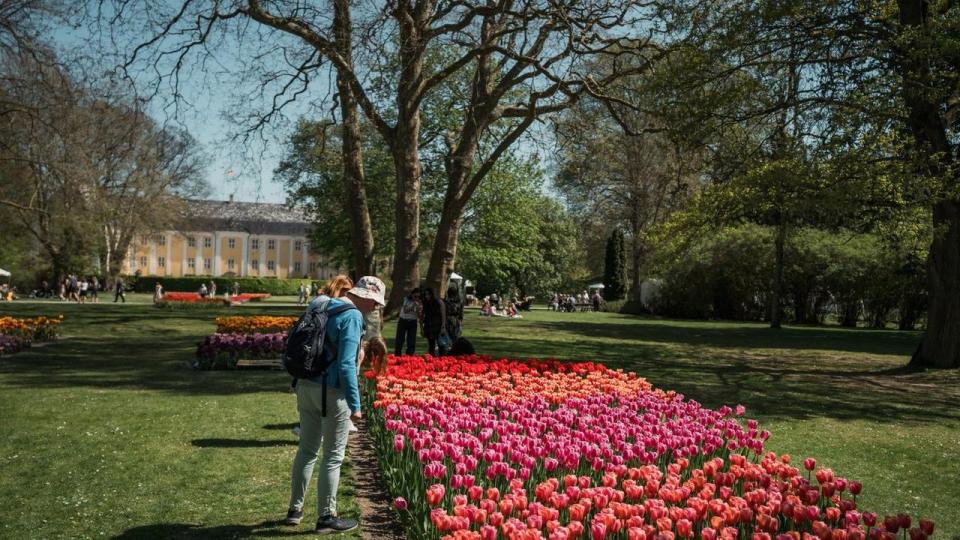 Gavnø Slotspark danner hvert forår rammen om Danmarks største tulipanfestival med hundredtusindvis af blomstrende tulipaner i nøje anlagte bede.