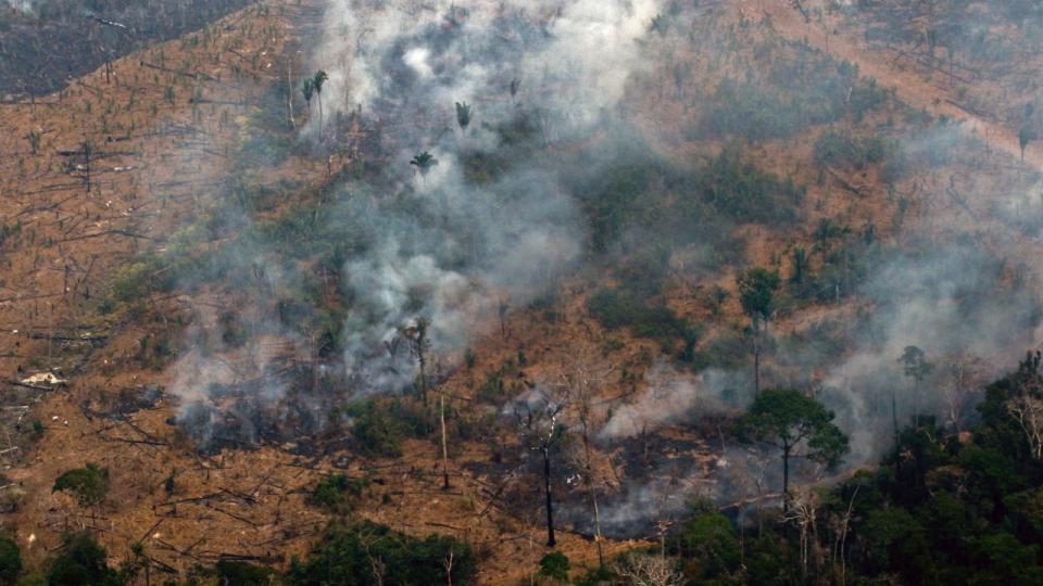 Afskovning i Brasilien er steget med 22 pct. alene i år ifølge landets nationale rumforskningsinstitut. Arkivfoto: Lula Sampaio/Ritzau Scanpix