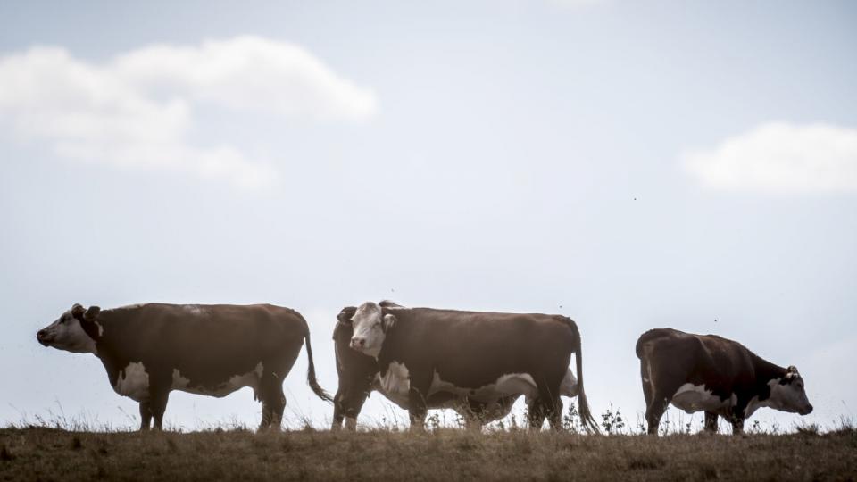 Det er særligt landmænd med kobesætninger, der vil blive ramt af en klimaskat på landbruget, da køerne udleder store mængder drivhusgas sammenlignet med andre typer fødevareproduktion. Arkivfoto: Mads Claus Rasmussen/Ritzau Scanpix