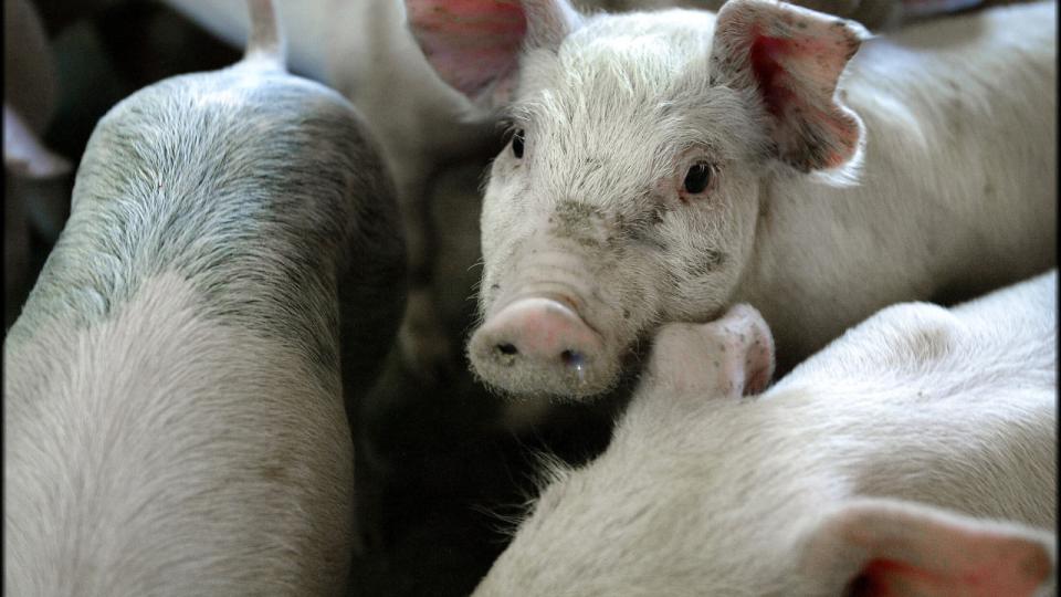 Bedre forhold i den europæiske svineproduktion får sammen med en stabil situation for markbrug og mælkeproduktion First Farms til at opjustere – igen. Arkivfoto: Henning Bagger/Ritzau Scanpix
