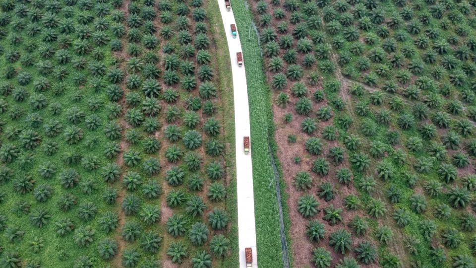 Produktionen af planteolie er en af de mest klimabelastende udfordringer for brugen af HVO-biodiesel som et holdbart alternativ til fossile brændstoffer. Arkivfoto: Antara Foto Agency/Reuters/Ritzau Scanpix