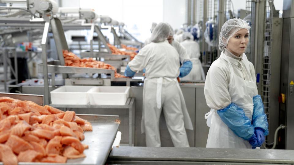 Bakkafrost er Færøernes største producent af laks. Arkivfoto: Oscar Scott Carl/Ritzau Scanpix