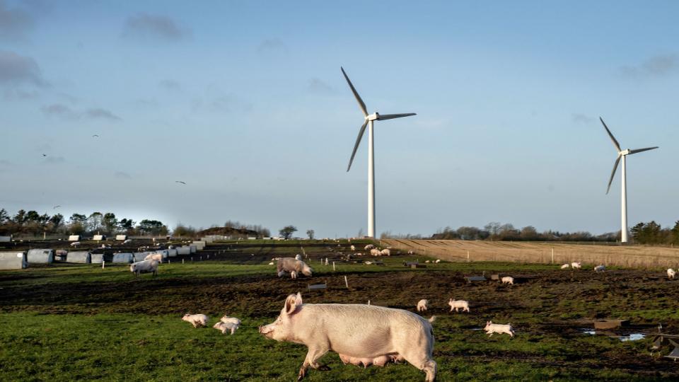 Mere flæsk og flere mælkeprodukter er ikke fremtiden for dansk landbrug. Arkivfoto: Keld Navntoft/Ritzau Scanpix
