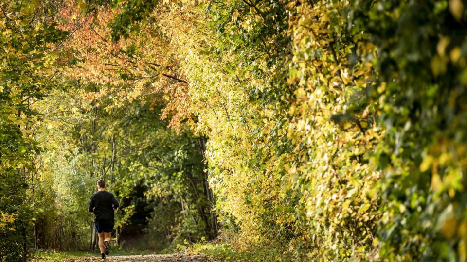 De fleste investorer har de seneste 20 år opnået et årligt afkast på over 8 pct. ved at investere i skov i Baltikum 
gennem Hedeselskabet, forklarer Peter Vind Larsen, direktør i HD Forest. Her er det dog dansk skov i Ringsted. Arkivfoto: Mads Claus Rasmussen/Ritzau Scanpix