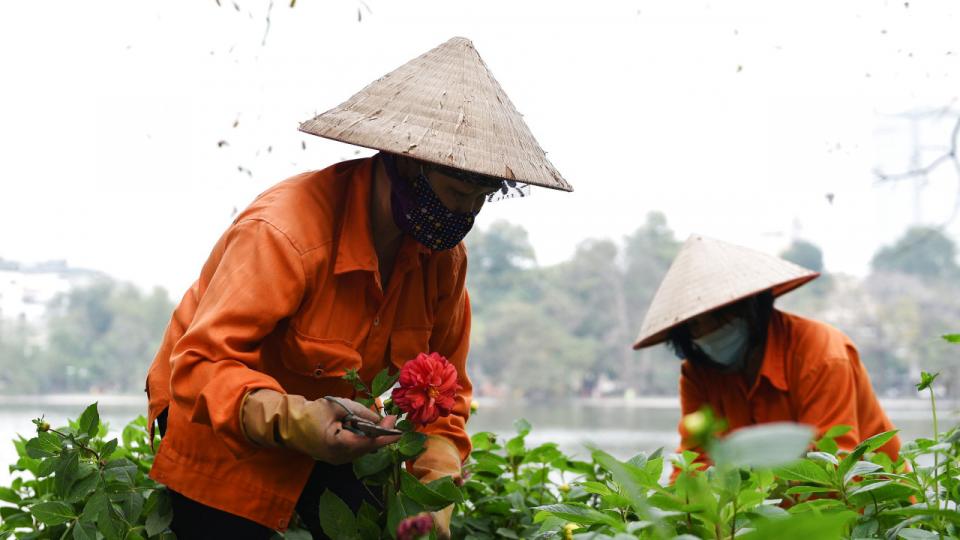 I Vietnam betyder et nyt covid-19-udbrud i Hanoi, at landarbejdere også bærer mundbind. Foto: Thanh Hue/Reuters/Ritzau Scanpix