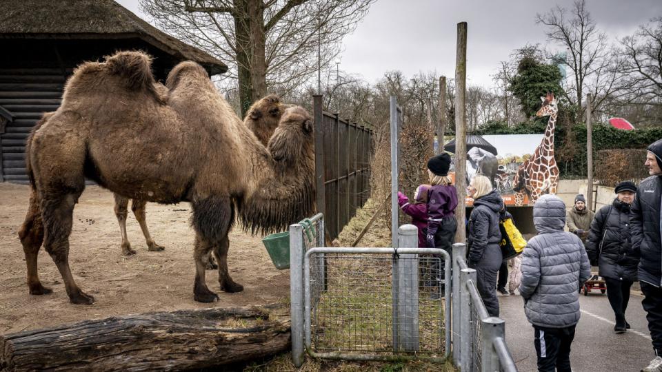 Zoologisk Have i København under genåbningen i marts 2021. Arkivfoto: Mads Claus Rasmussen/Ritzau Scanpix