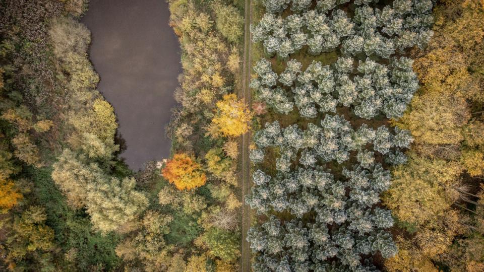 Skov kommer til at fylde langt mere i fremtidens grønne Danmark, hvis det står til bl.a. De Radikale. Arkivfoto: Mads Claus Rasmussen/Ritzau Scanpix