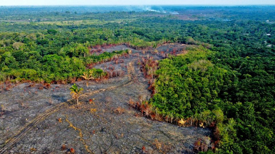 Amazonas er måske det bedste eksempel, men der er udpeget 36 brændpunkter som Madagaskar, Mellemamerika og Andesbjergene. Arkivfoto: Michael Dantas/Ritzau Scanpix
