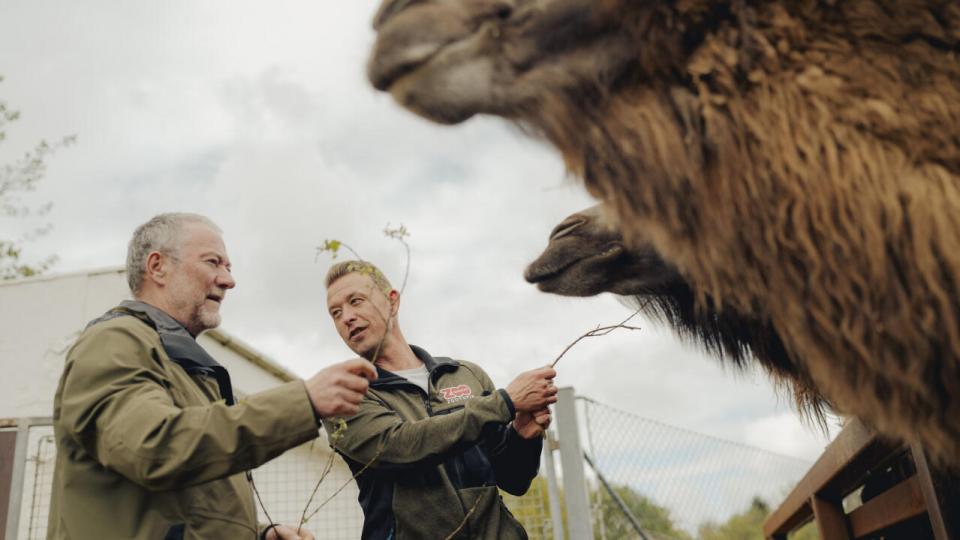 Richard Østerballe og Rasmus Nielsen besøger parkens kameler. Selv om Givskud Zoo blev skabt – og kendt – som en løvepark, har den i dag 48 forskellige arter og i alt ca. 600 individer. Foto: Michael Drost-Hansen.