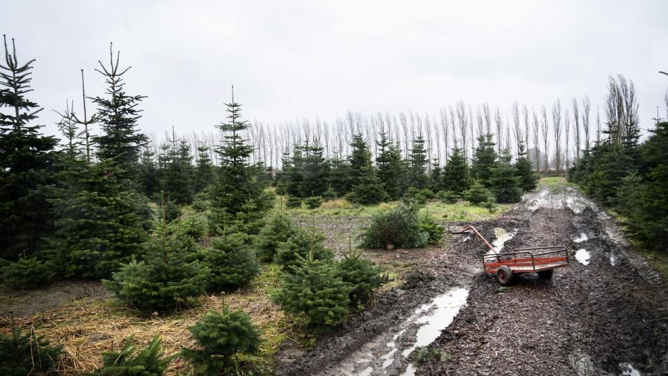 Traditionen med pyntede juletræer stammer oprindeligt fra Tyskland i 1800-tallet.